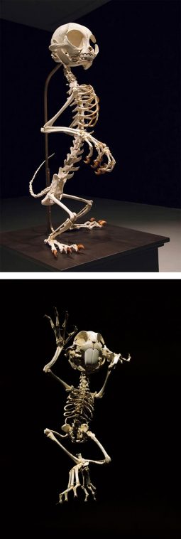 Animatus: Realistic Skeletons of Famous Cartoon Characters by Hyungkoo ...