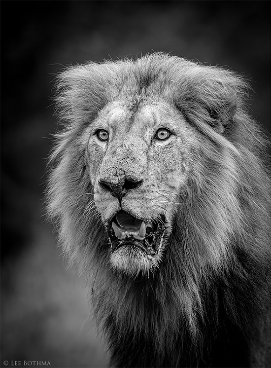Wildlife Photography by Lee Bothma | Daily design inspiration for ...