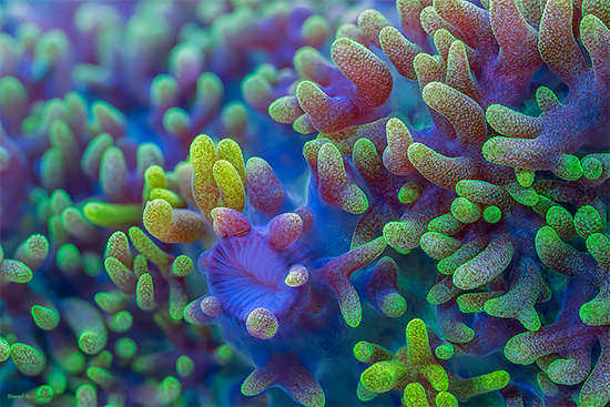 Slow Life: Macro Time-lapse of Corals by Daniel Stoupin | Daily design ...