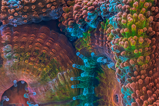 Slow Life: Macro Time-lapse of Corals by Daniel Stoupin | Daily design ...