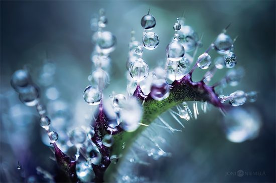 Otherwordly Macro Photography by Joni Niemela | Daily design