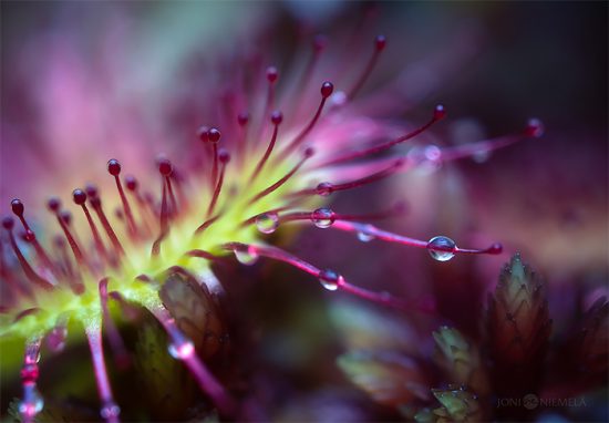 Otherwordly Macro Photography by Joni Niemela | Daily design