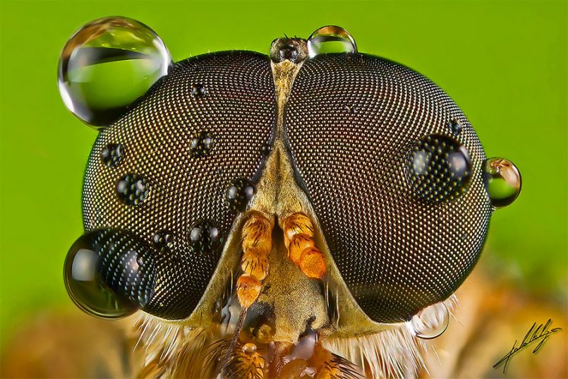 Macro Photos Of Insects By Paulo Latães | Daily Design Inspiration For ...