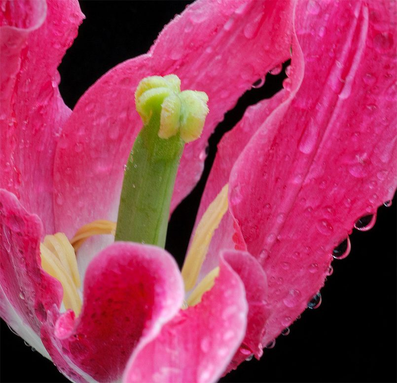 Macro Flower Photography by Tom Dorsch | Daily design inspiration for ...