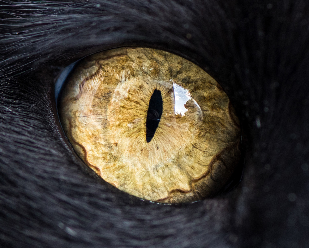 Cat Eyes: Photos by Andrew Marttila | Daily design inspiration for ...