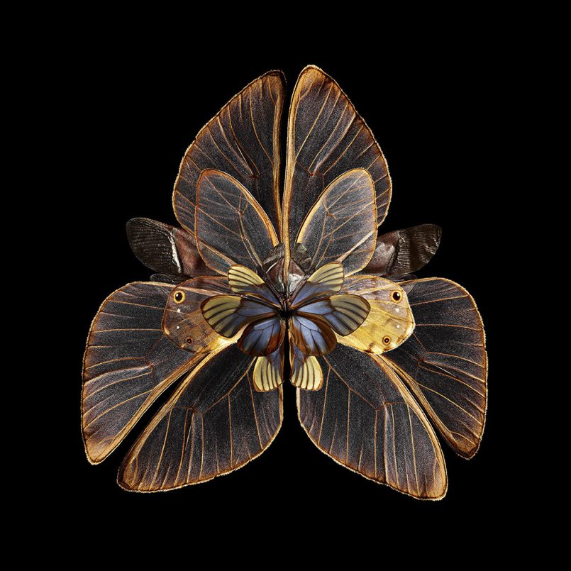 Mimesis Blooms of Insect Wings by Photographer Seb Janiak Daily design inspiration for