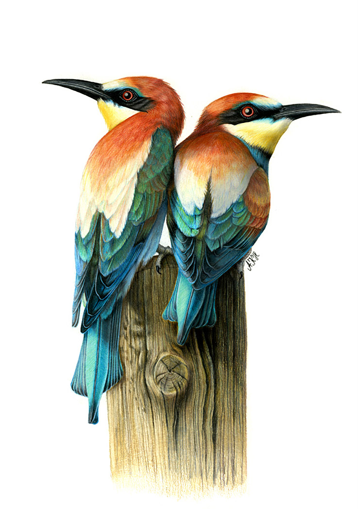 Beautiful Bird Drawings by Ankat Hermanns Daily design inspiration
