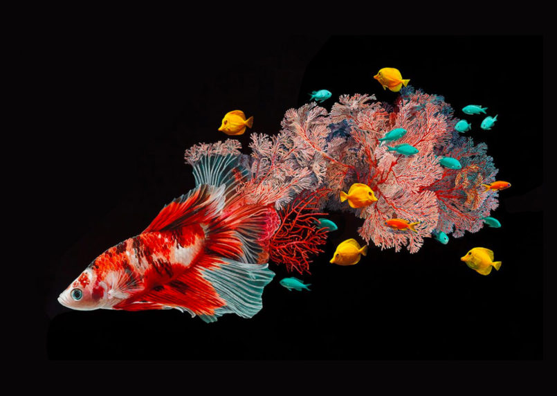 Hyper-Realistic Fish Paintings by Lisa Ericson | Daily design ...