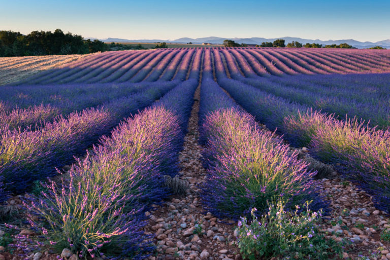 Lavender Fields: Breathtaking Photography by Jacek Kadaj | Daily design ...