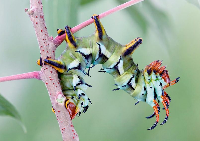 Macro Photos of Caterpillars by Igor Siwanowicz | Daily design ...