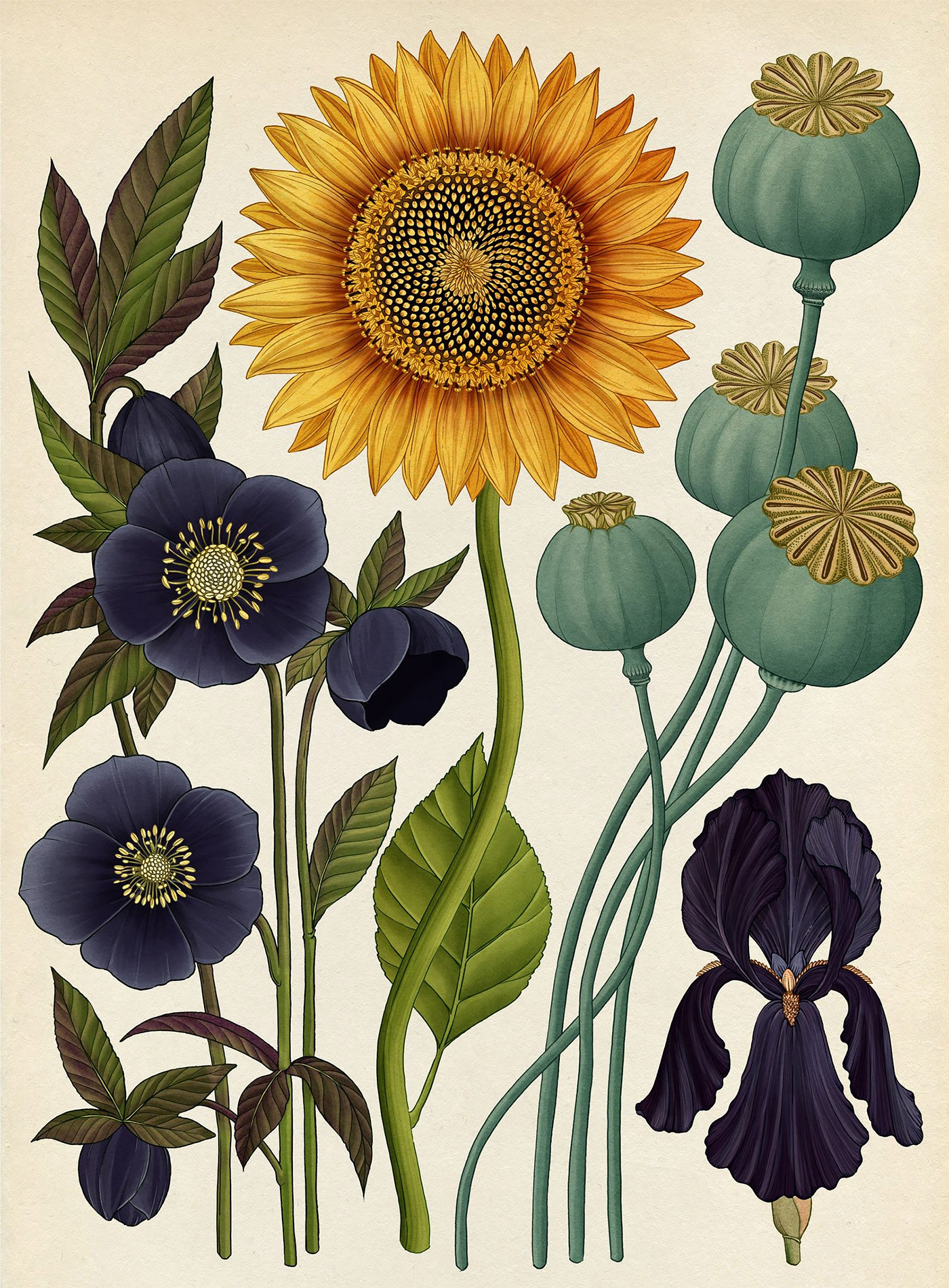 Beautiful Biology: Illustrations by Katie Scott | Daily design