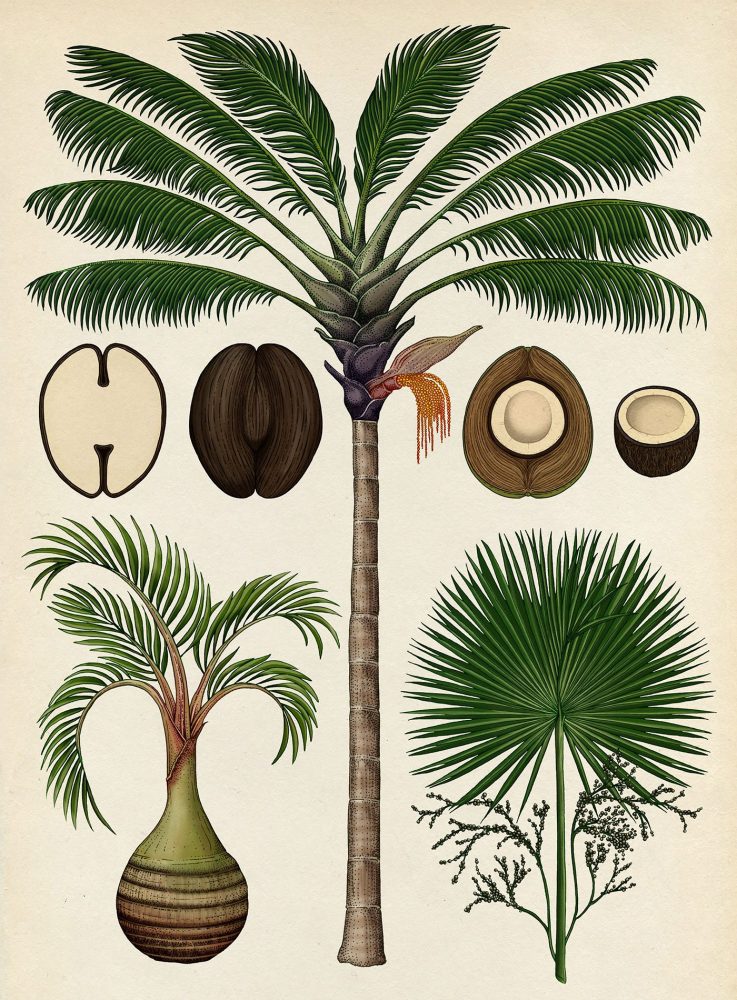 Beautiful Biology: Illustrations by Katie Scott | Daily design