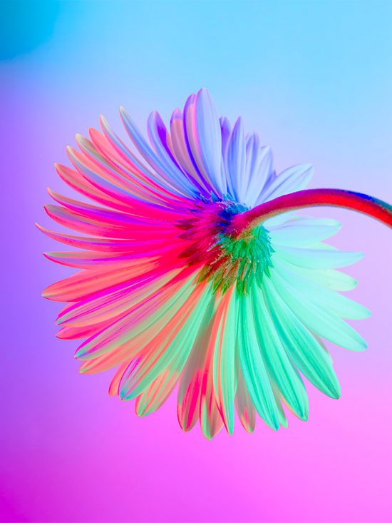 Neon Flowers: Photography & Art Direction by Claire Boscher | Daily ...