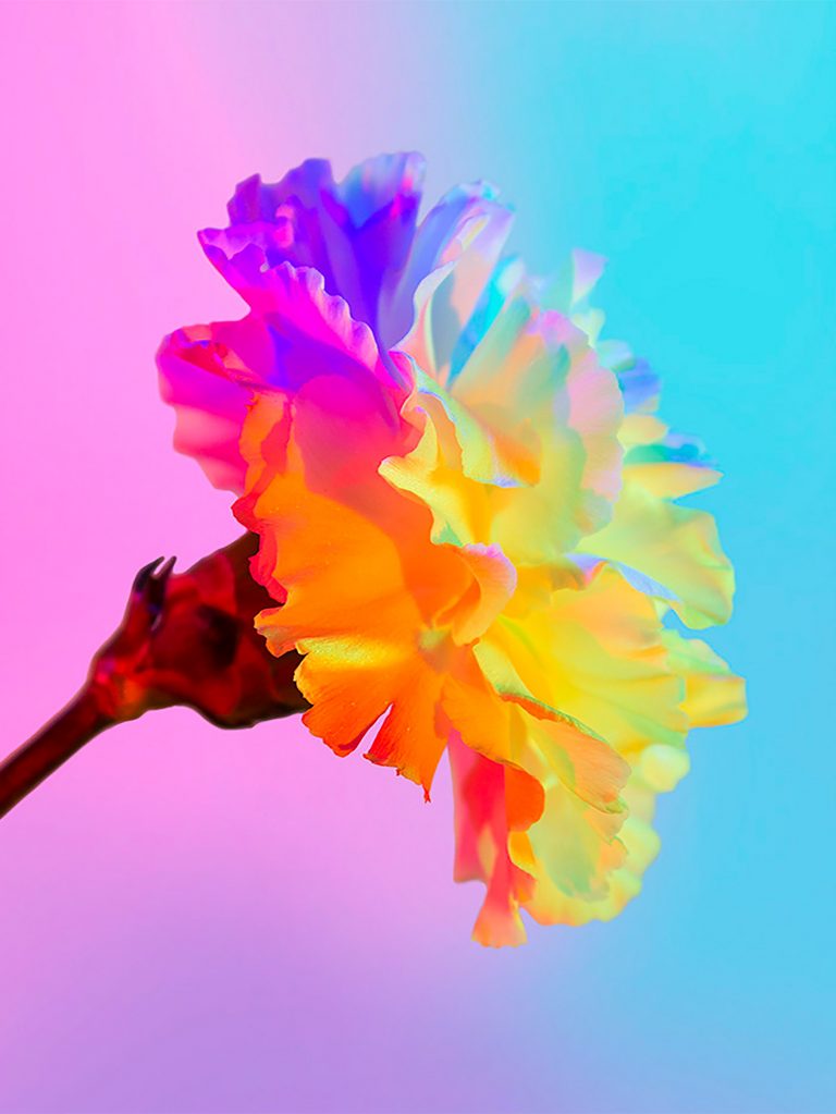 Neon Flowers Photography & Art Direction by Claire Boscher Daily