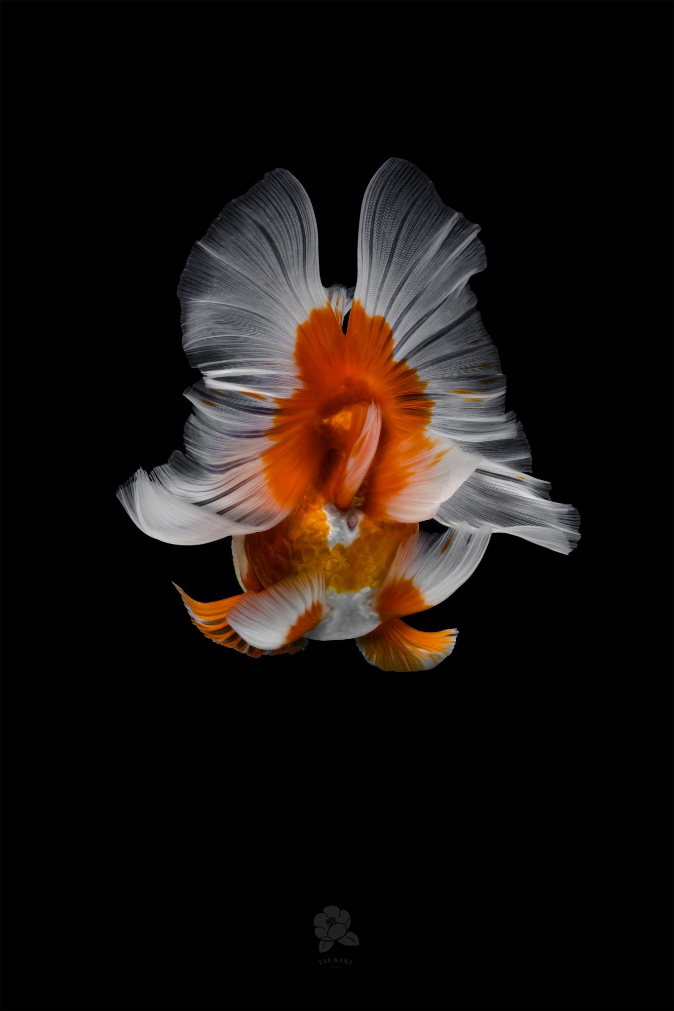 Captivating Goldfish Photos by Tsubaki Office | Daily design