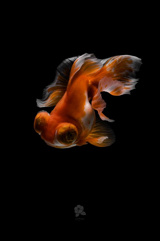 Captivating Goldfish Photos By Tsubaki Office | Daily Design ...