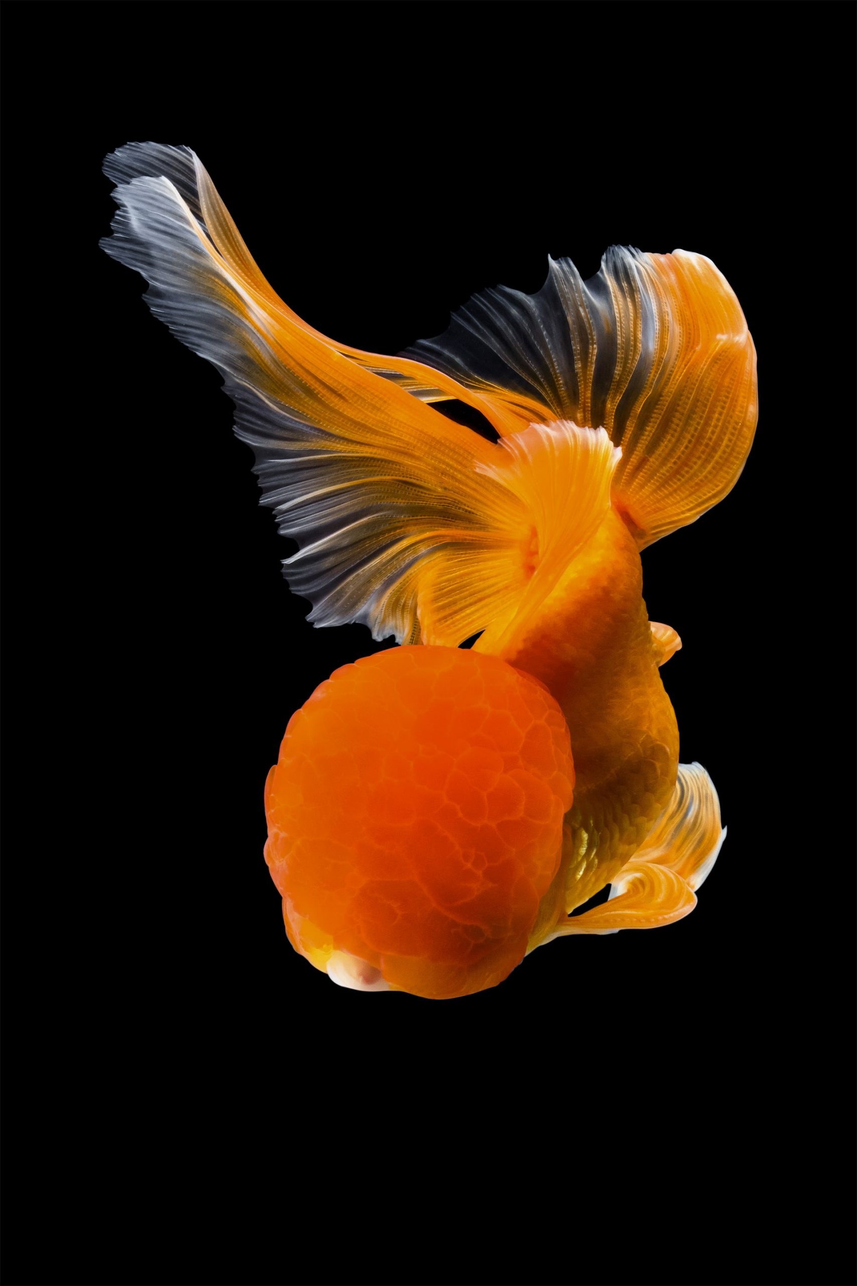 Captivating Goldfish Photos by Tsubaki Office | Daily design