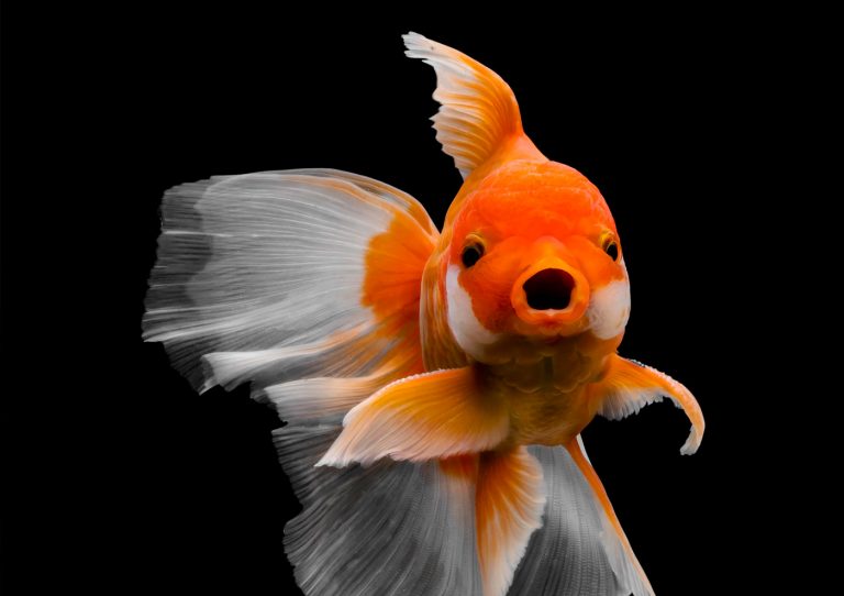 Captivating Goldfish Photos by Tsubaki Office | Daily design