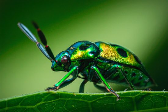 Macro Photos of Insects by Reynante Martinez | Daily design inspiration ...