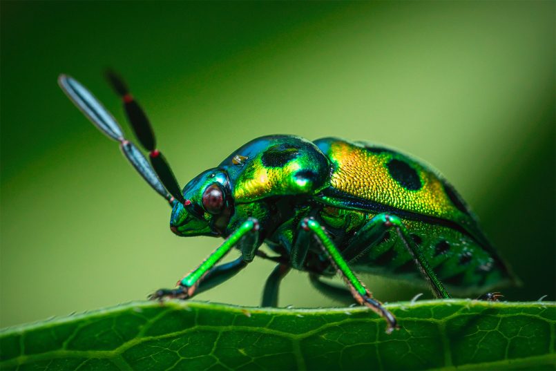 Macro Photos of Insects by Reynante Martinez | Daily design inspiration ...