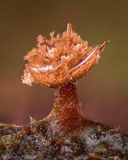 Amazing Macro Photos of Fungi by Alison Pollack | Daily design ...
