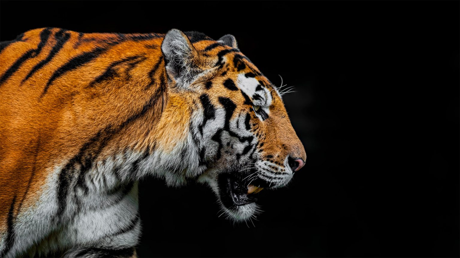 Wildlife Photography by Roland Albanese | Daily design inspiration for ...