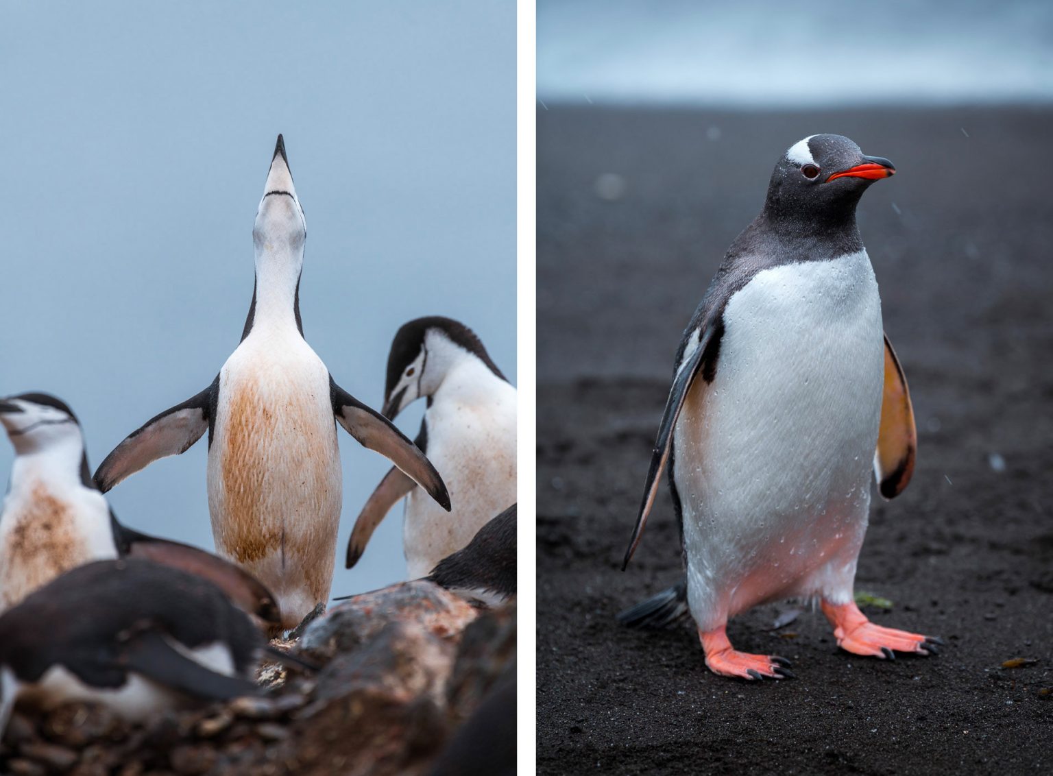 Wildlife of Antarctica: Photos by Jan Erik Waider | Daily design ...