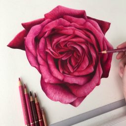 Realistic Pen & Pencil Drawings By Phoebe Atkey 