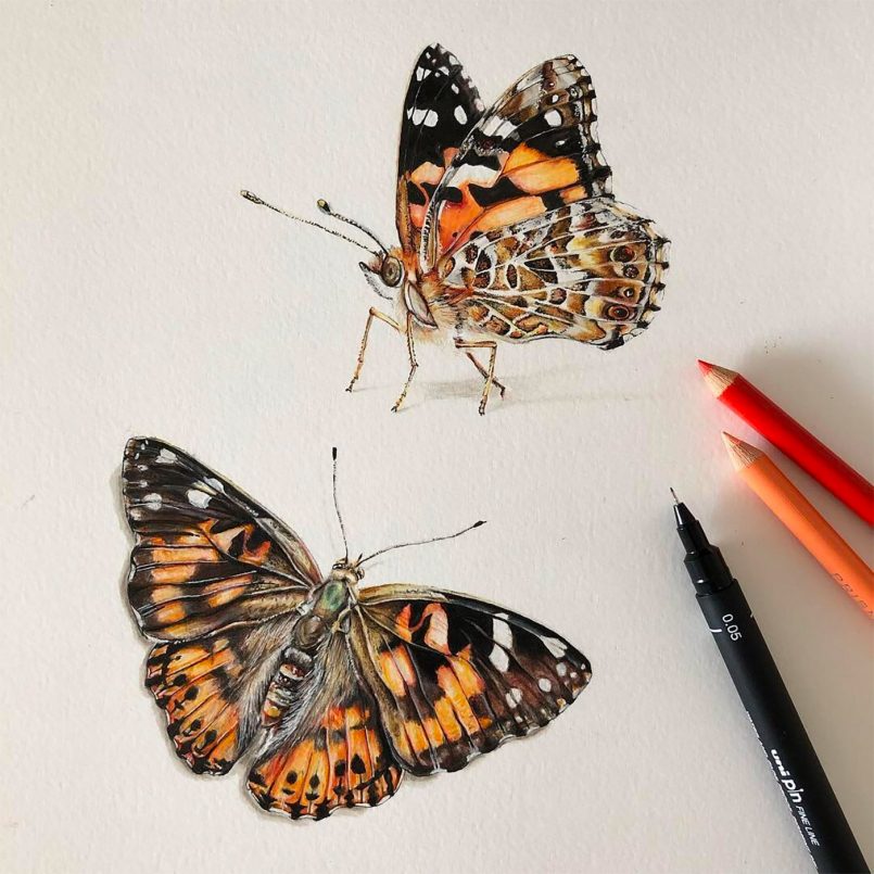 Realistic Pen & Pencil Drawings by Phoebe Atkey | Daily design ...