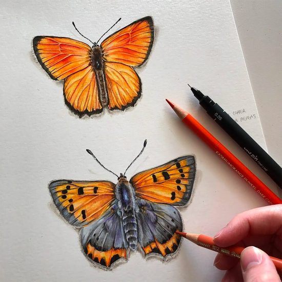 Realistic Pen & Pencil Drawings By Phoebe Atkey 