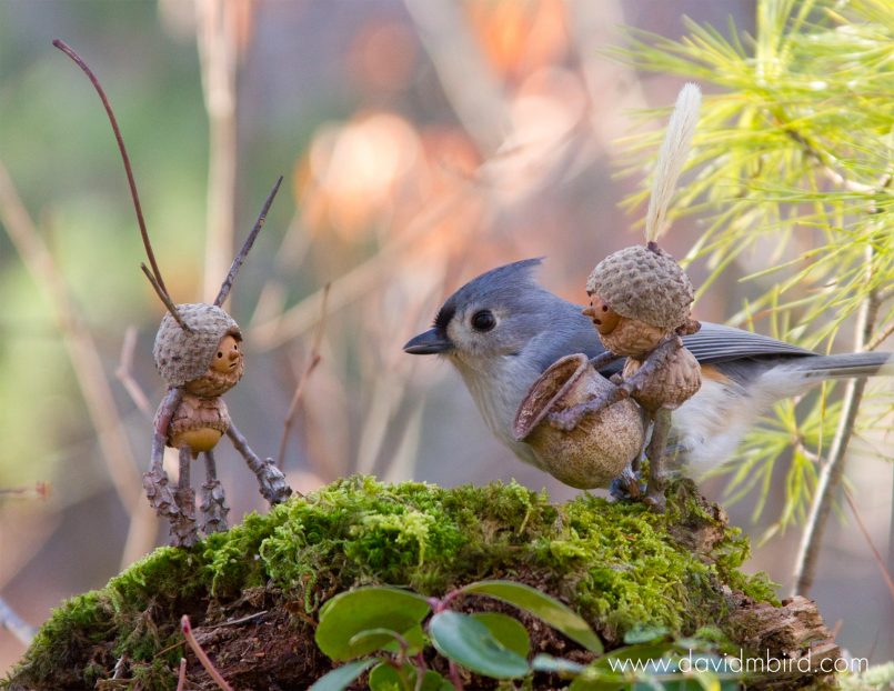 Bcorn Becorns: Adorable Little Creatures by David M Bird | Daily design ...