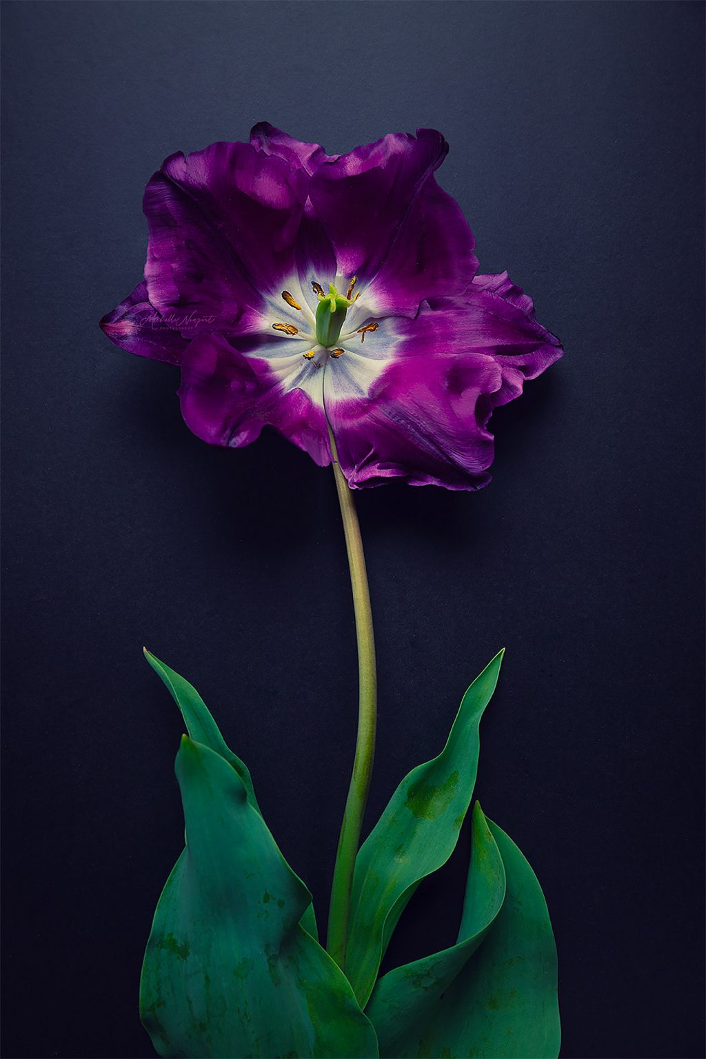 Fine Art Flower Photography by Michelle Newport Daily design