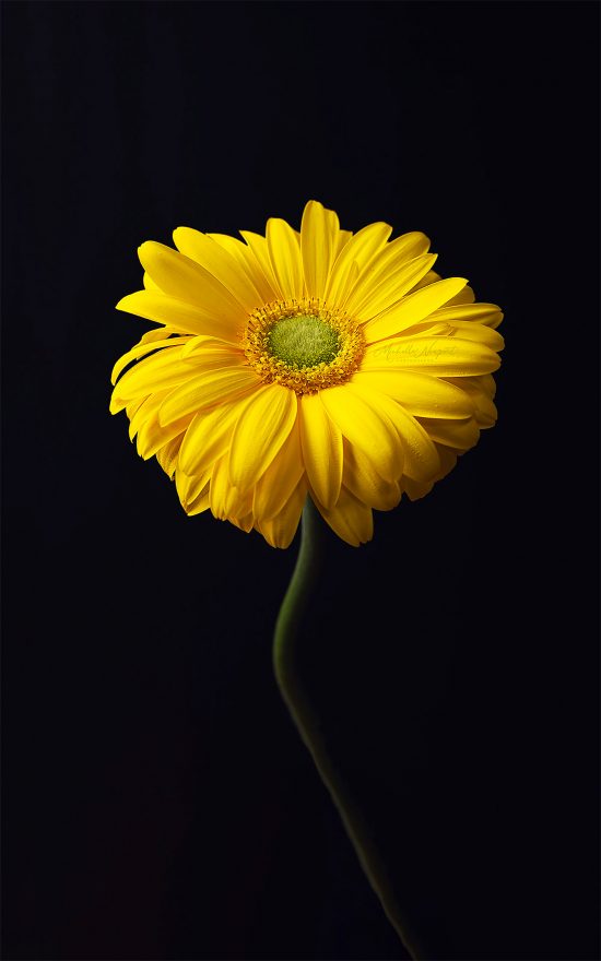 Fine Art Flower Photography by Michelle Newport | Daily design ...