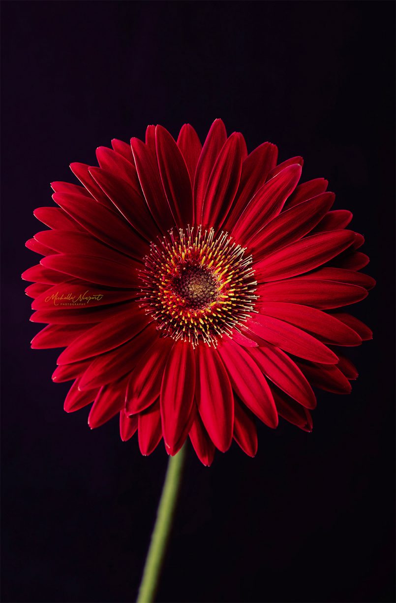 Fine Art Flower Photography by Michelle Newport | Daily design ...