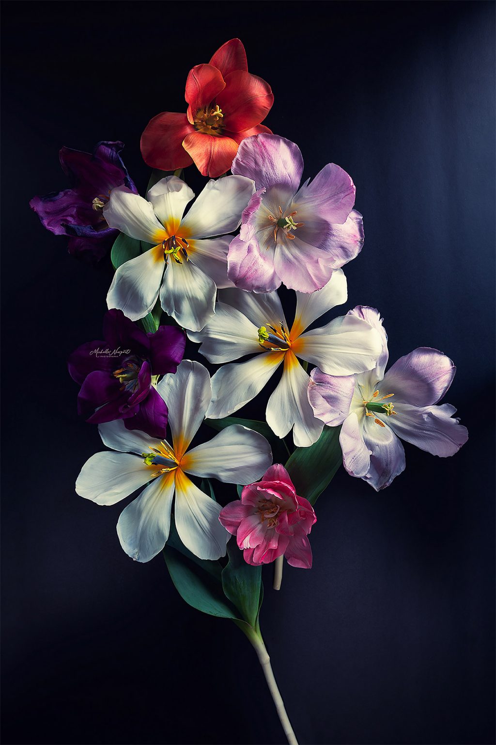 Fine Art Flower Photography by Michelle Newport | Daily design