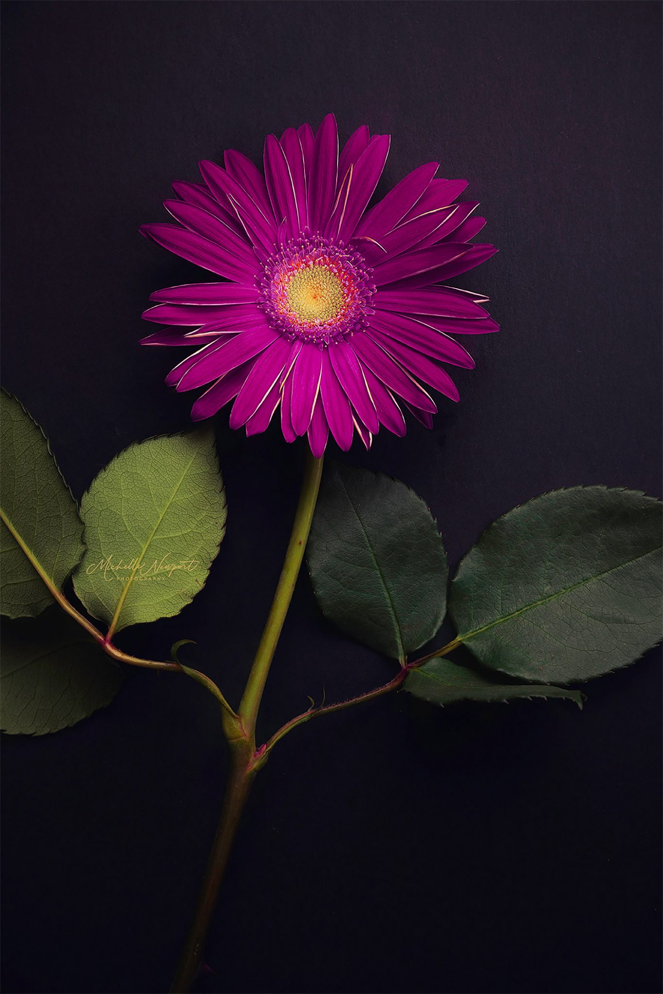 Fine Art Flower Photography by Michelle Newport | Daily design ...