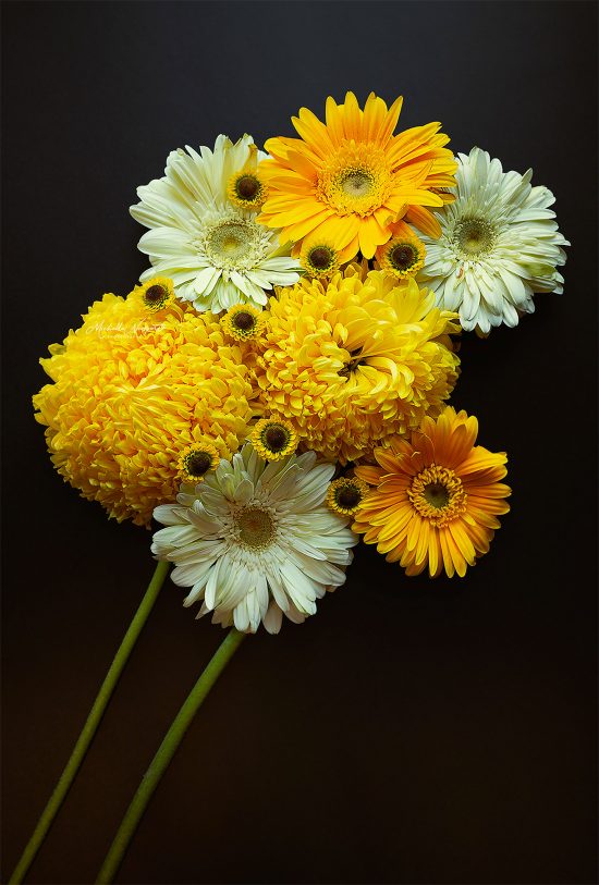 Fine Art Flower Photography by Michelle Newport | Daily design ...