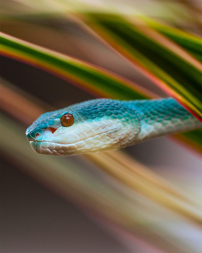 Reptiles: Fascinating Photos By Ben Simon Rehn | Daily Design ...