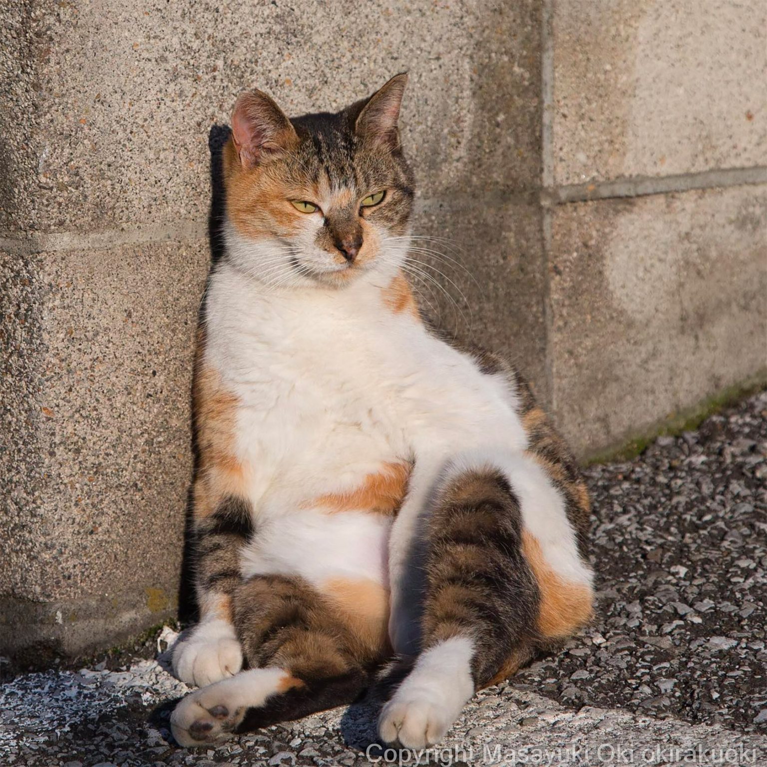 The Secret Life of Cats: Endearing Photos by Masayuki Oki | Daily ...