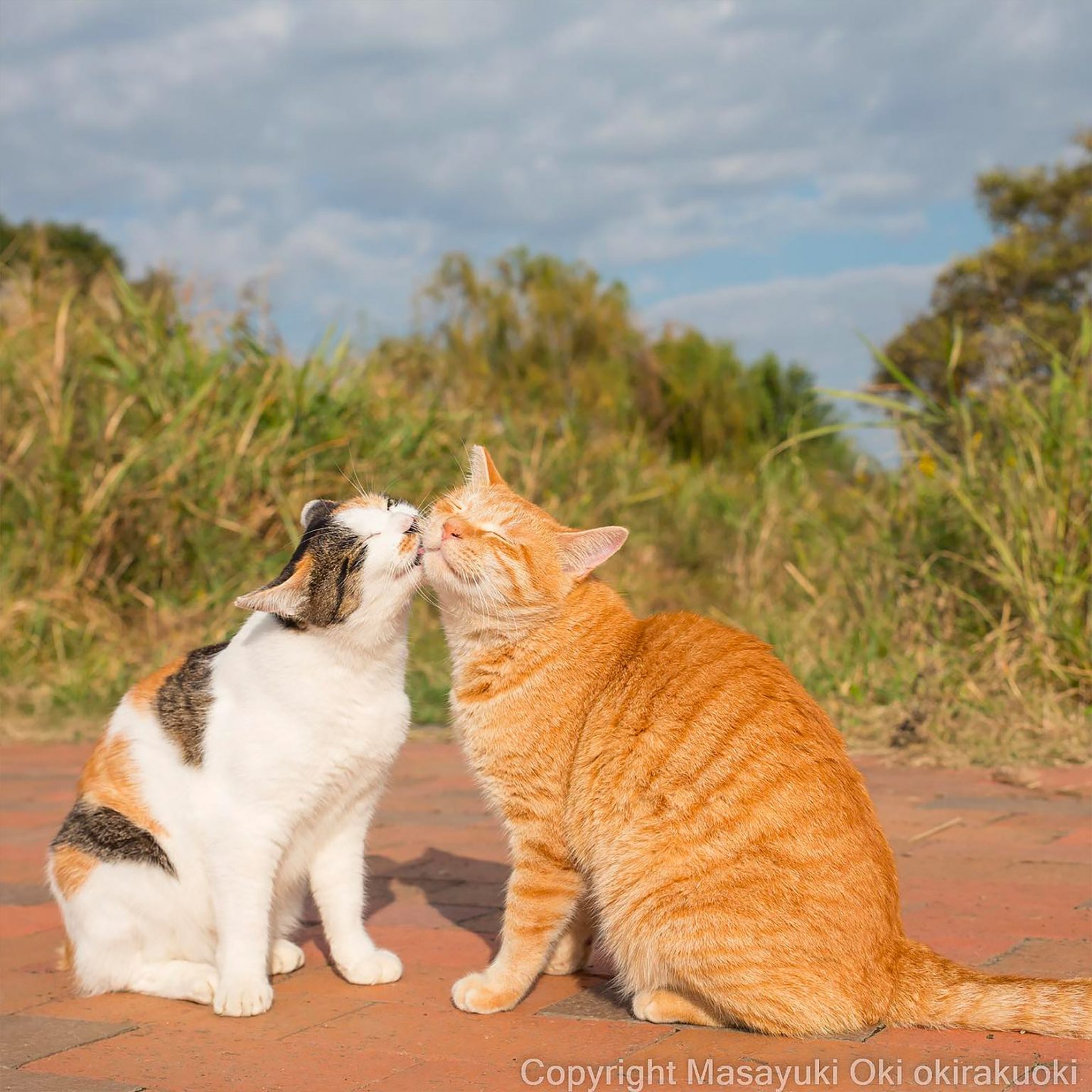 The Secret Life of Cats: Endearing Photos by Masayuki Oki | Daily ...