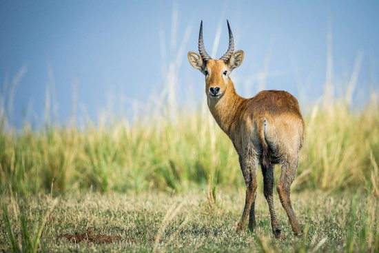 Green Season: Glorious Photos of African Wild Animals | Daily design ...