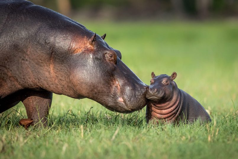Green Season: Glorious Photos of African Wild Animals | Daily design ...