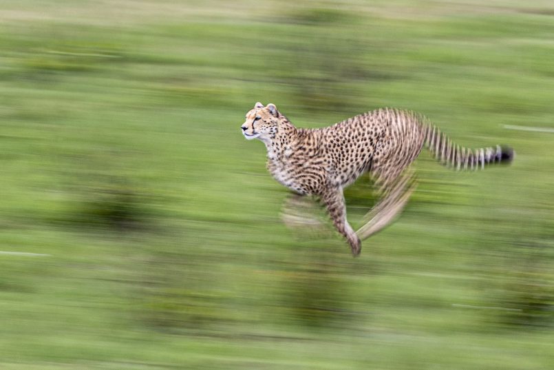 Green Season: Glorious Photos of African Wild Animals | Daily design ...