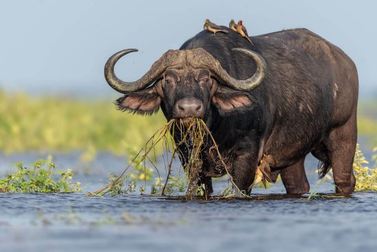 Green Season: Glorious Photos of African Wild Animals | Daily design ...