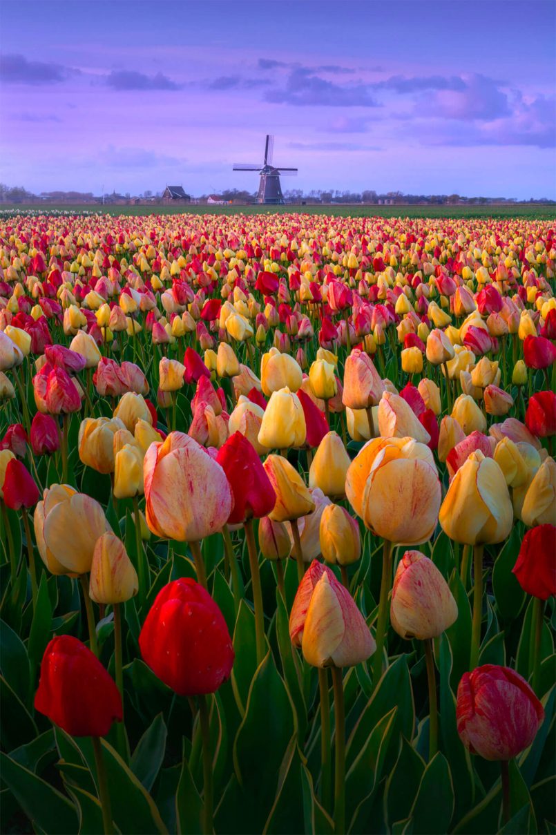 Tulips in The Netherlands: Photos by Albert Dros | Daily design ...