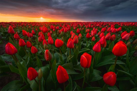 Tulips in The Netherlands: Photos by Albert Dros | Daily design ...