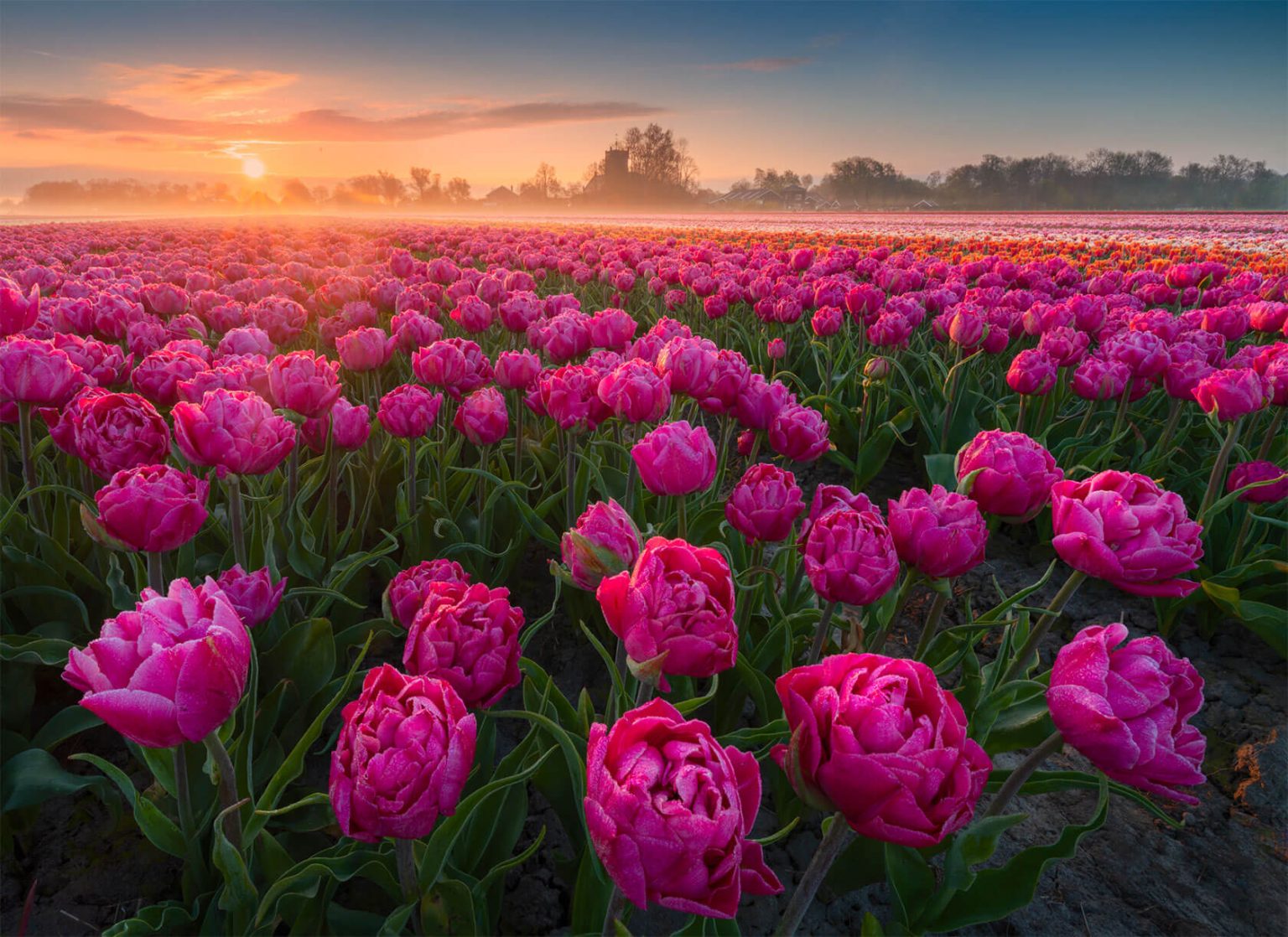 Tulips in The Netherlands: Photos by Albert Dros | Daily design ...