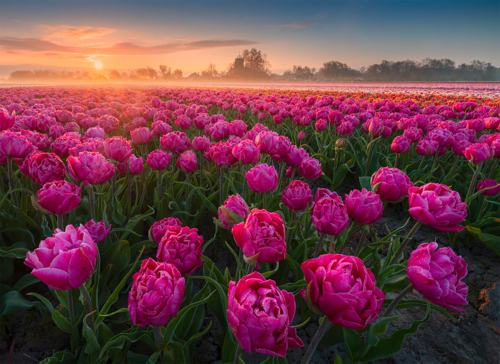 photography-tulips-dros-13.jpg
