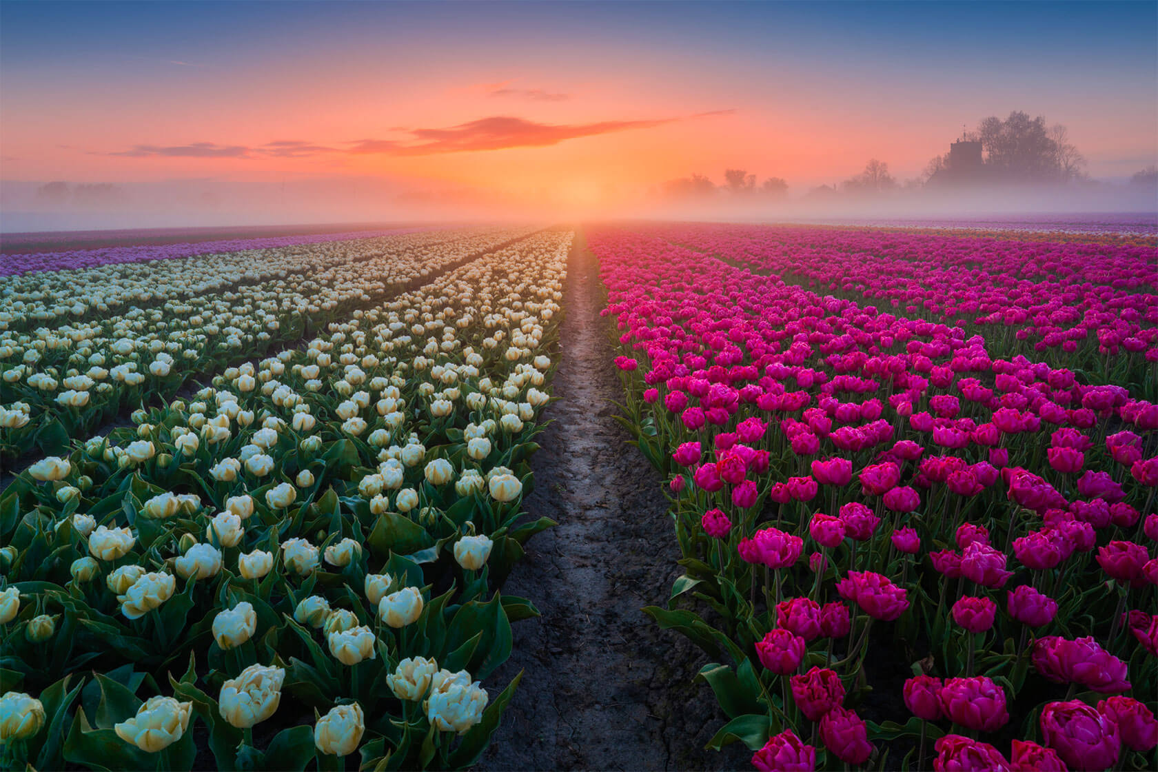 photography-tulips-dros-14.jpg