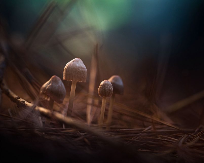 Tiny World: Photos by Aleksei Boiko | Daily design inspiration for ...